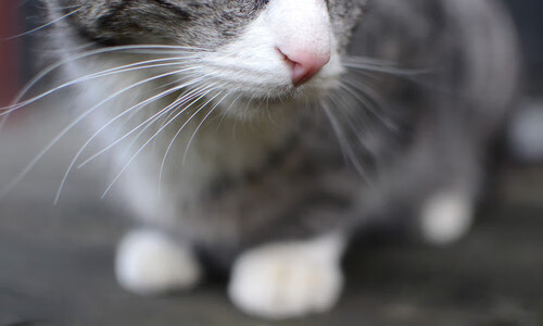 _科技创新大赛:虚拟人物与真实选手的对决_,虚拟现实技能大赛