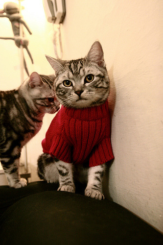 _骑士年轻核心表现抢眼,未来可期_,骑士17