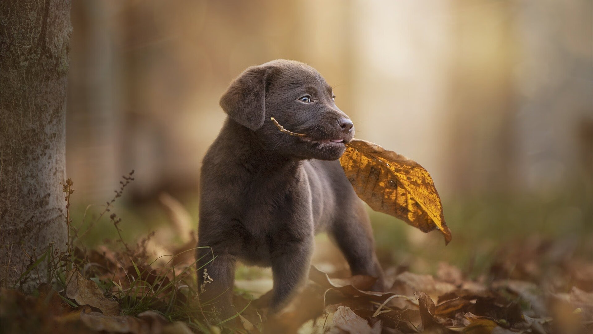 爱游戏体育（AYX）官方APP下载-《DOTA2》版本更新：英雄平衡性调整与新装备上线，dota2更新7.29英雄