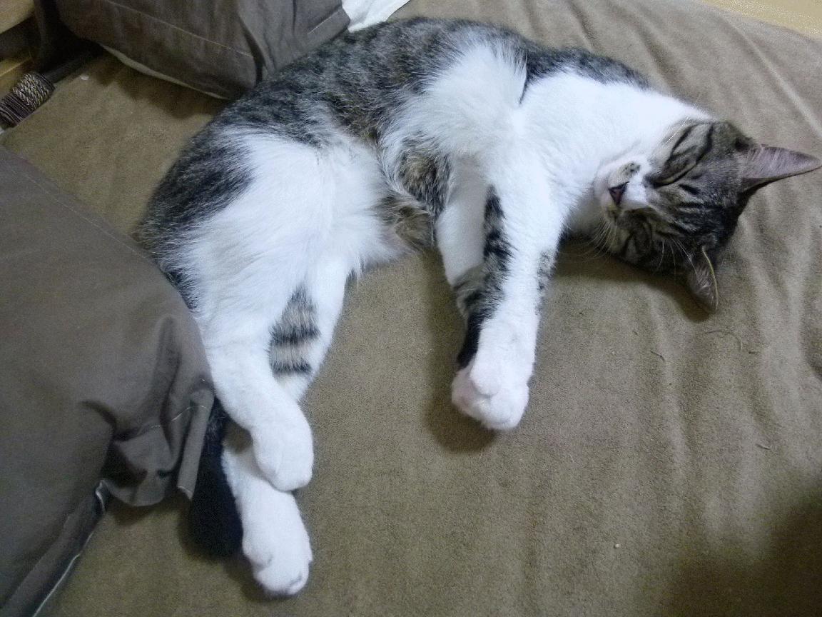 爱游戏体育平台-全国青少年“篮球之星”评选在全国范围内火热开启，全国青少年蓝球比赛