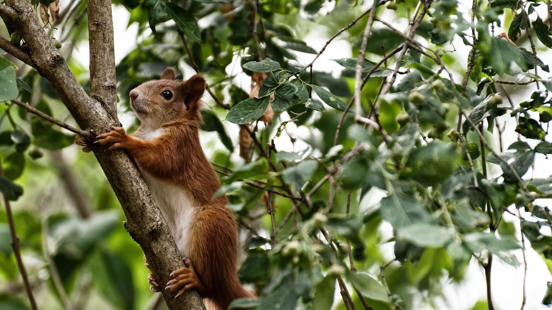 意大利女子排球队在四分之一决赛中战胜中国队,意大利女子排球队队员名单