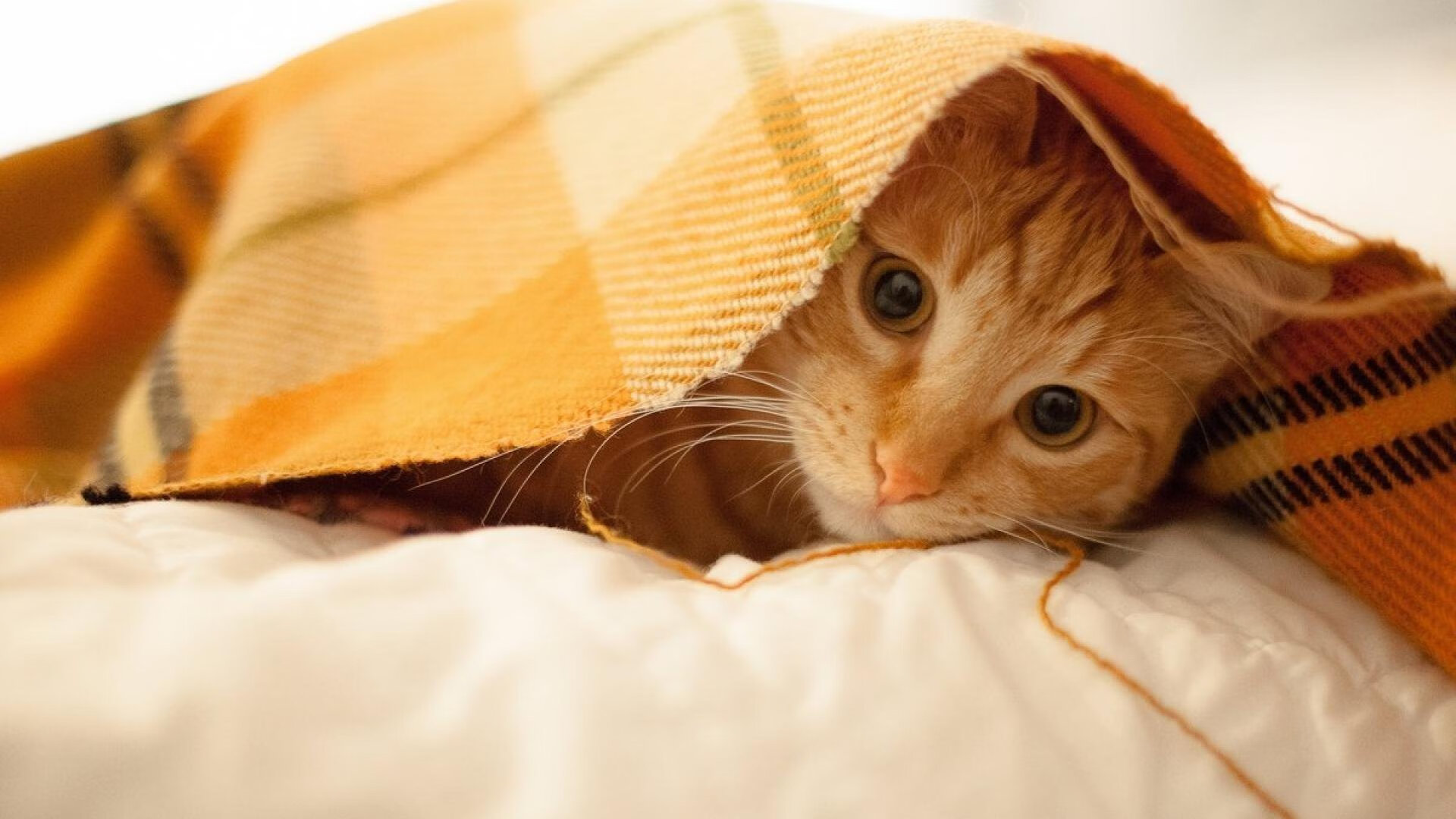 爱游戏app-法甲赛后讨论，专家分析战术优势及未来调整建议，法甲预测分析