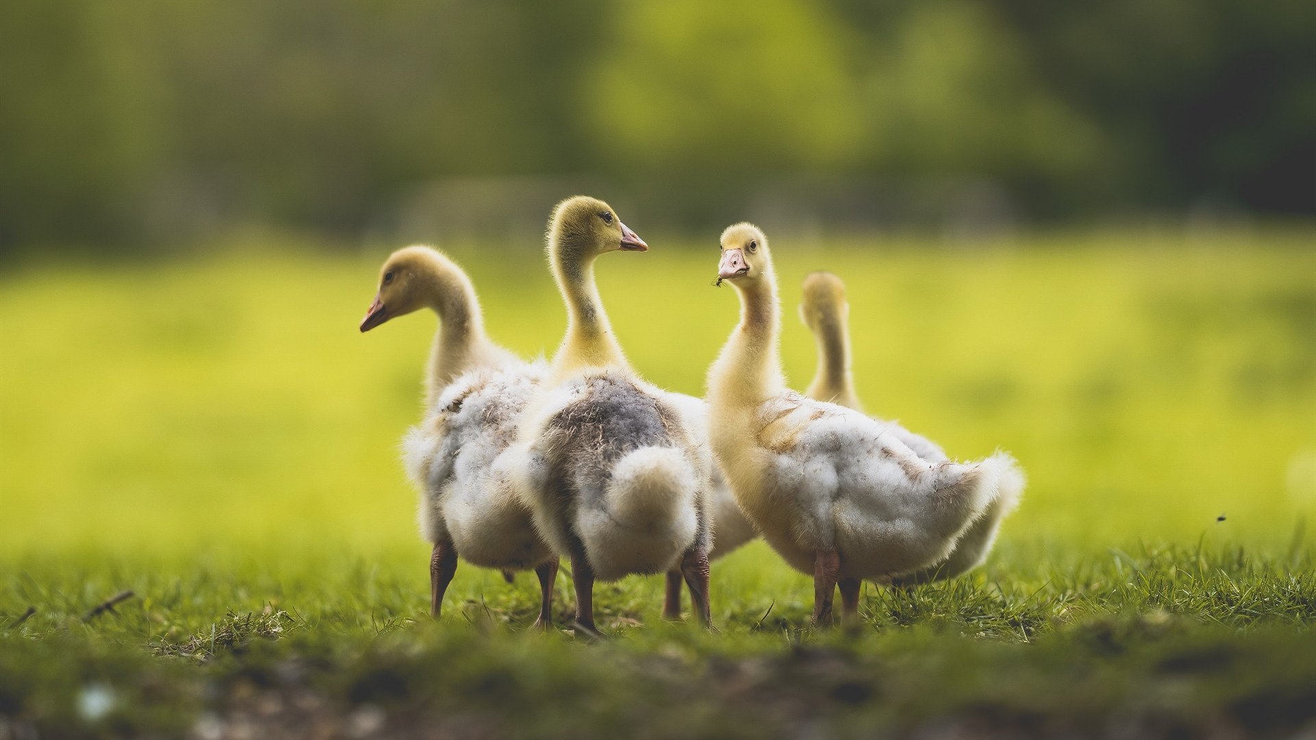 AYX体育-篮球青训基地建设项目获政府支持，篮球青年训练营