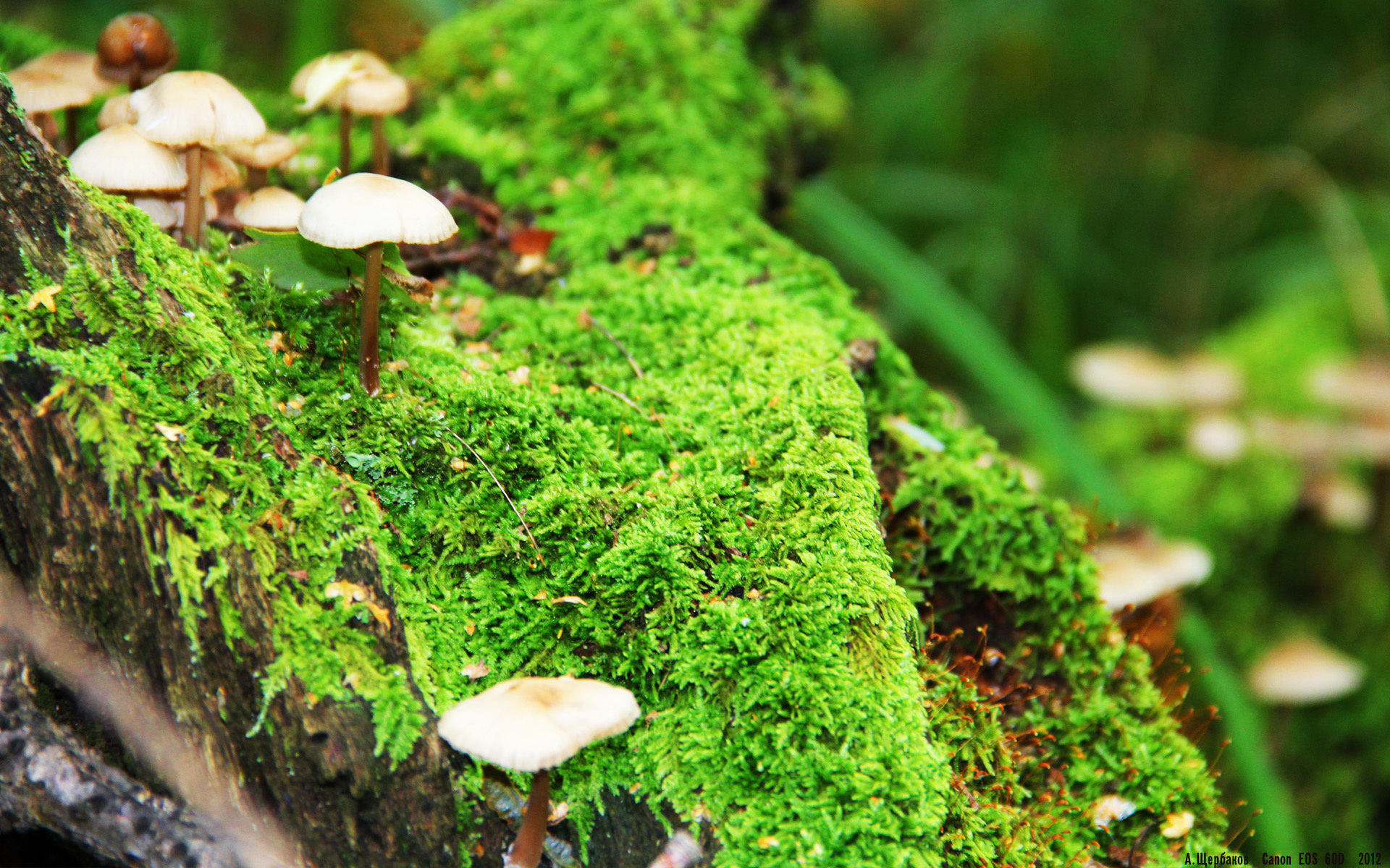 荒野大镖客线上比赛迎来巅峰对决,射击技术震撼,荒野大镖客2线上模式对战