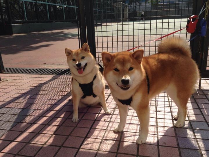 荒野行动“全民突围”线上线下同步进行,精彩不容错过,荒野行动线下比赛视频