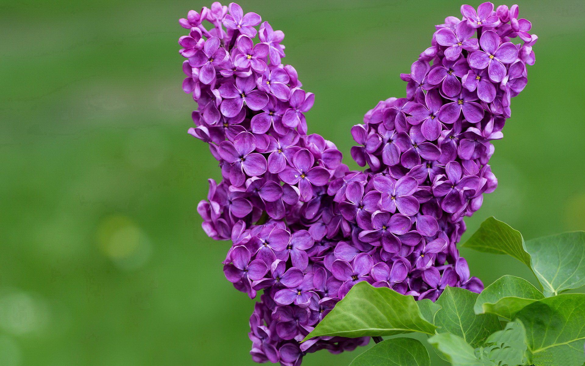 《快船管理层评估球队阵容,考虑引援补强》,快船队主力队员有哪些