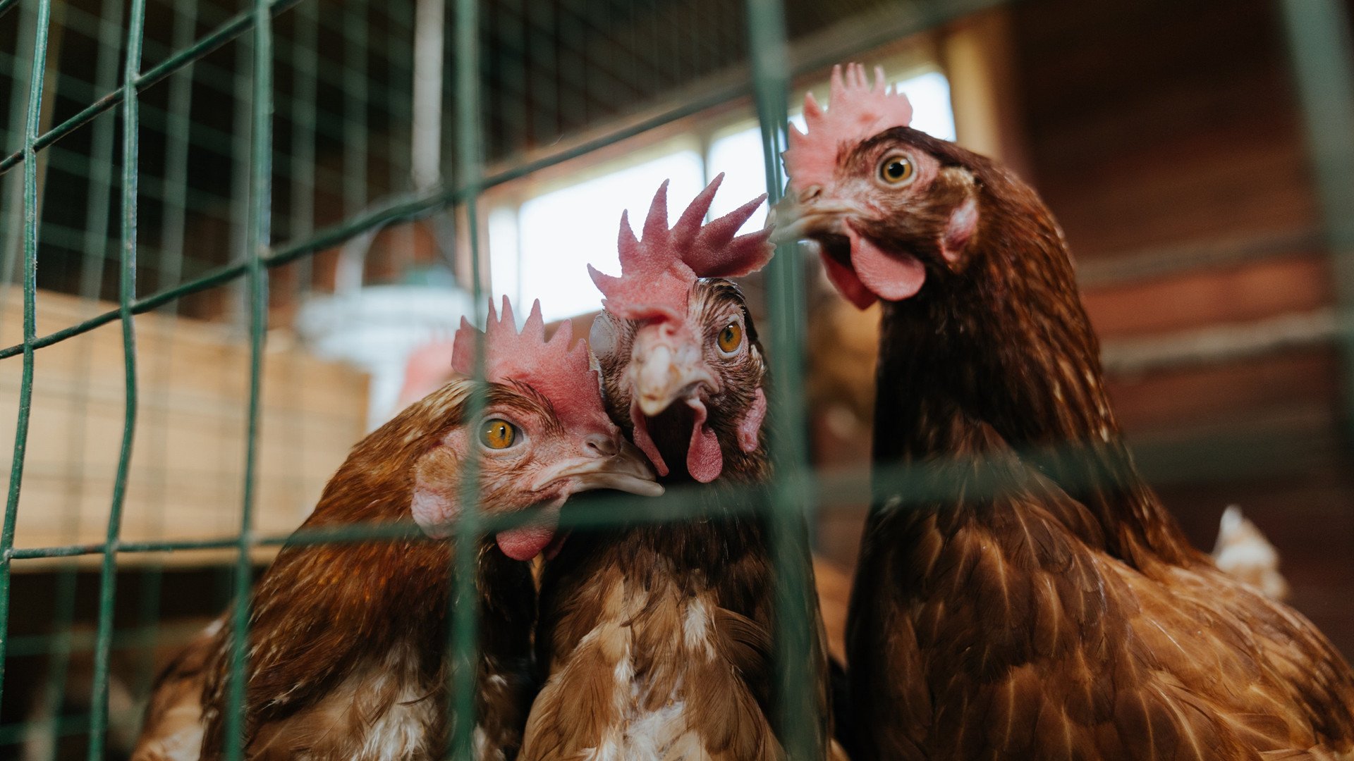 AIYOUXI.COM-临门一脚！队员最新进球集锦惊艳球迷，进球守门员