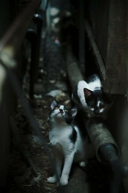 爱游戏app-克里帕里表态支持迪巴拉，尤文图斯门将呼吁团结，克里斯蒂安·帕文