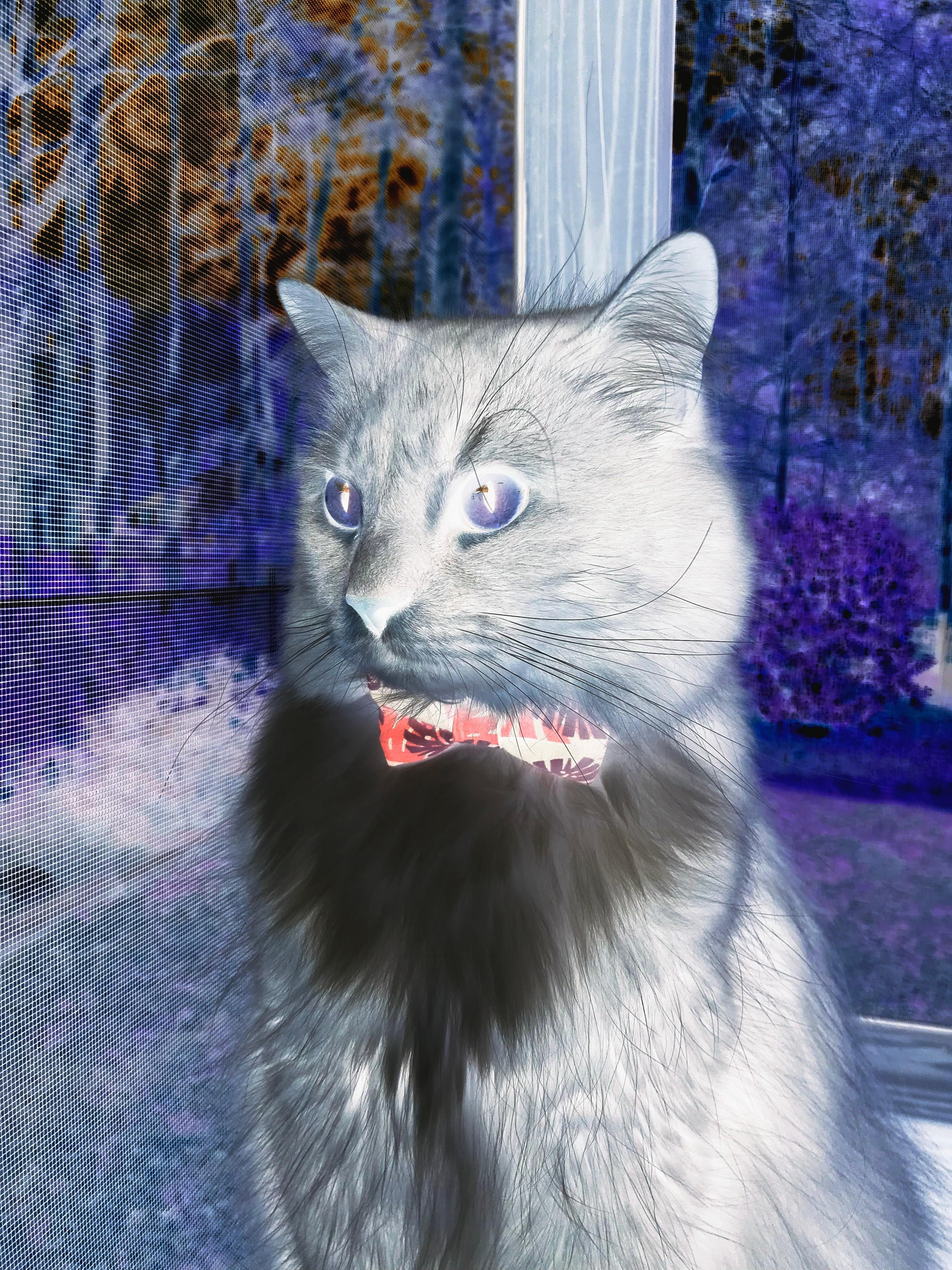 尼克斯逆转掘金,西部决赛中布伦森锁死对手,纽约尼克斯布鲁克林篮网