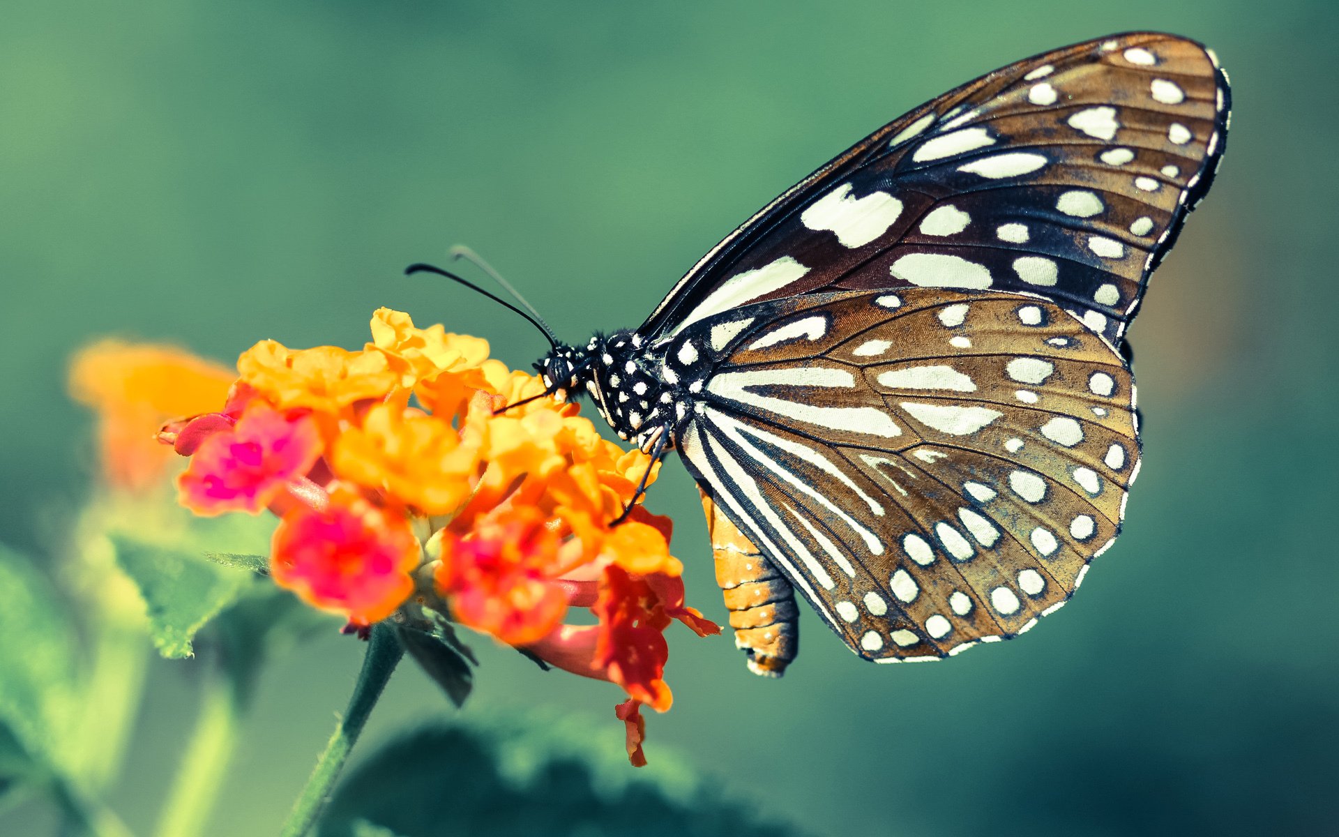马洛卡遭遇三连败,局势岌岌可危,马洛卡主帅