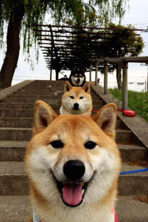 替补球员在快节奏中是否能打出更高效率,替补球员在快节奏中是否能打出更高效率的球