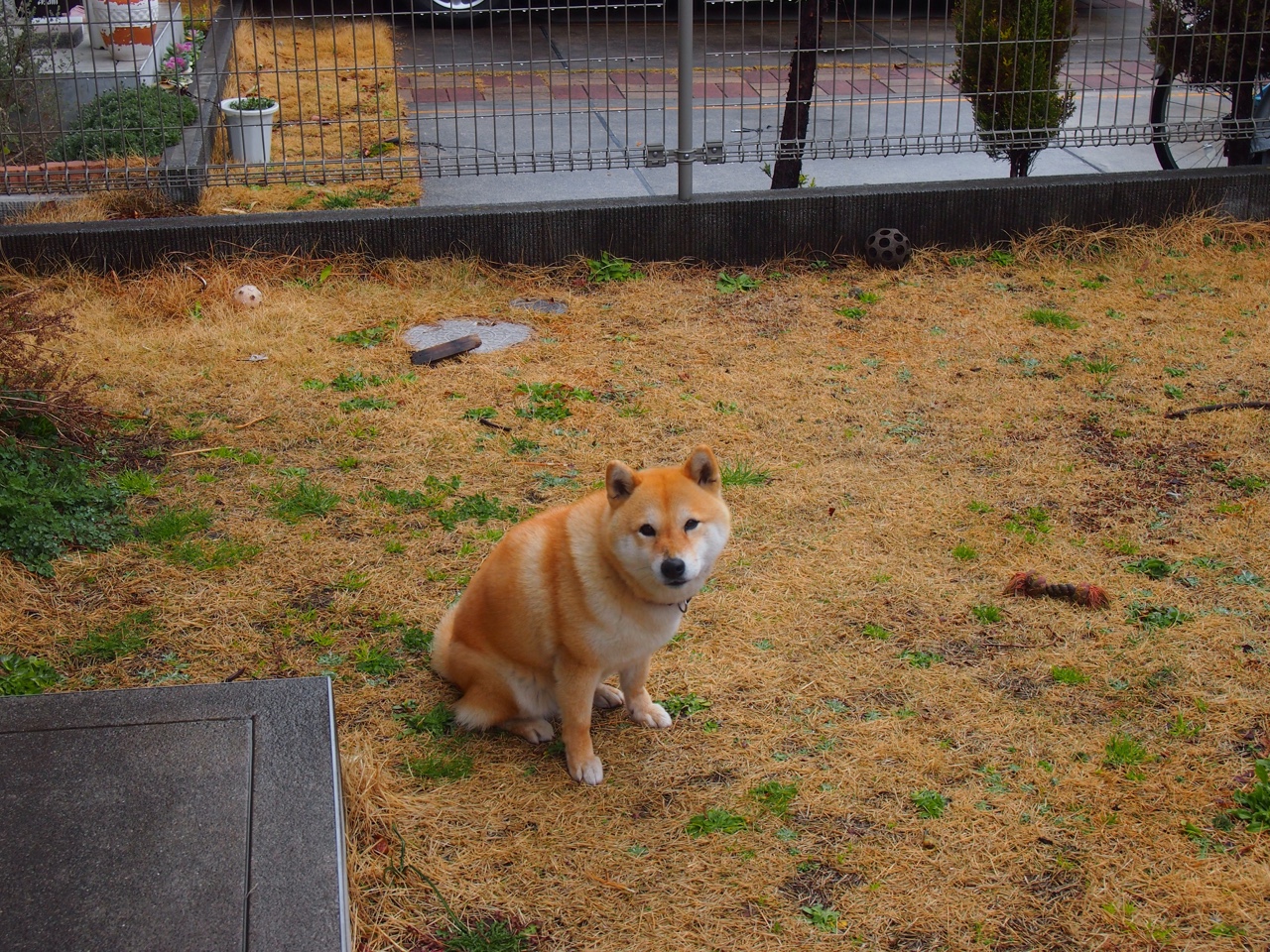 巴西队在南美预赛中保持领先，晋级几乎板上钉钉